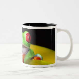 Rotaugelaubfrosch, Agalychinis callidryas, Einheim Zweifarbige Tasse