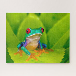 Rotaugelaubfrosch, Costa Rica