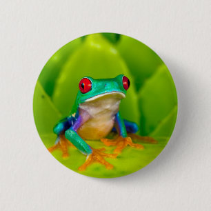 Rotaugelaubfrosch, Costa Rica Button
