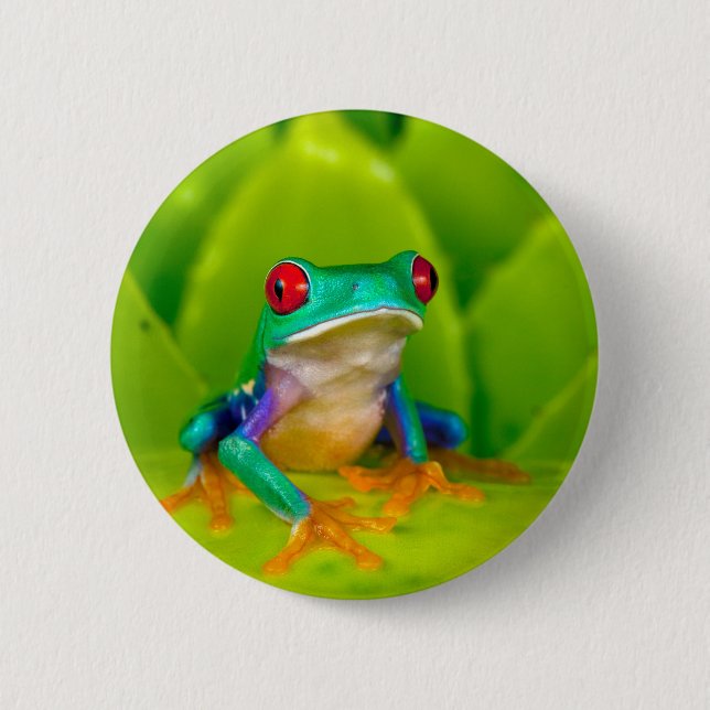 Rotaugelaubfrosch, Costa Rica Button (Vorderseite)