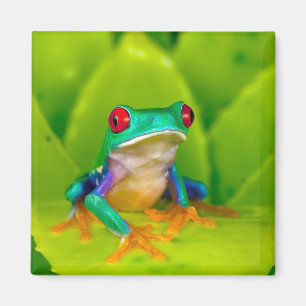 Rotaugelaubfrosch, Costa Rica Magnet
