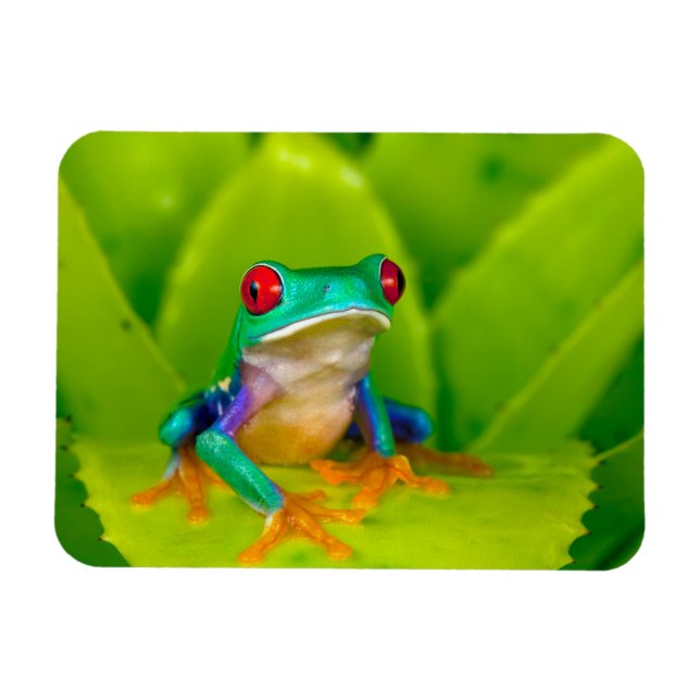 Rotaugelaubfrosch, Costa Rica Magnet (Horizontal)