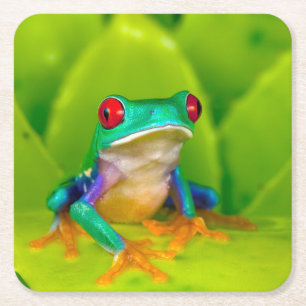 Rotaugelaubfrosch, Costa Rica Rechteckiger Pappuntersetzer