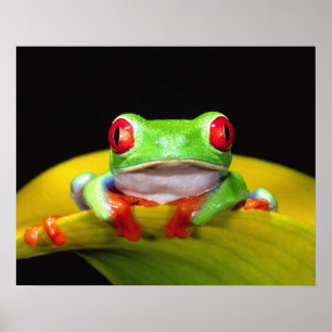 Rotaugen-Laubfrosch, Agalychinis callidryas, Einhe Poster
