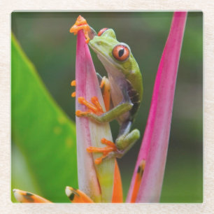 Rotaugen-Laubfrosch, Costa Rica Glasuntersetzer