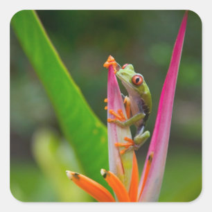 Rotaugen-Laubfrosch, Costa Rica Quadratischer Aufkleber