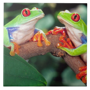 Rotaugen-Laubfrosch-Paar, Agalychinis callidryas, Fliese