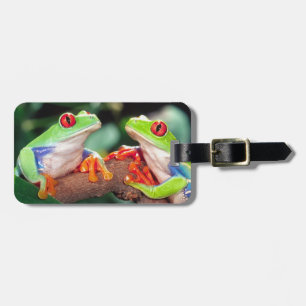 Rotaugen-Laubfrosch-Paar, Agalychinis callidryas, Gepäckanhänger