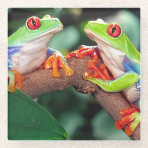 Rotaugen-Laubfrosch-Paar, Agalychinis callidryas, Glasuntersetzer