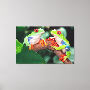 Rotaugen-Laubfrosch-Paar, Agalychinis callidryas, Leinwanddruck
