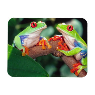 Rotaugen-Laubfrosch-Paar, Agalychinis callidryas, Magnet