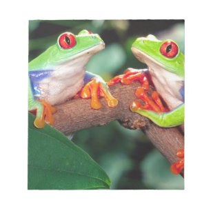 Rotaugen-Laubfrosch-Paar, Agalychinis callidryas, Notizblock