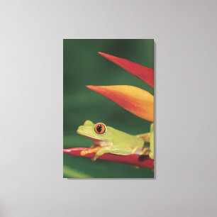 Rotaugenfrosch auf der Blume Leinwanddruck