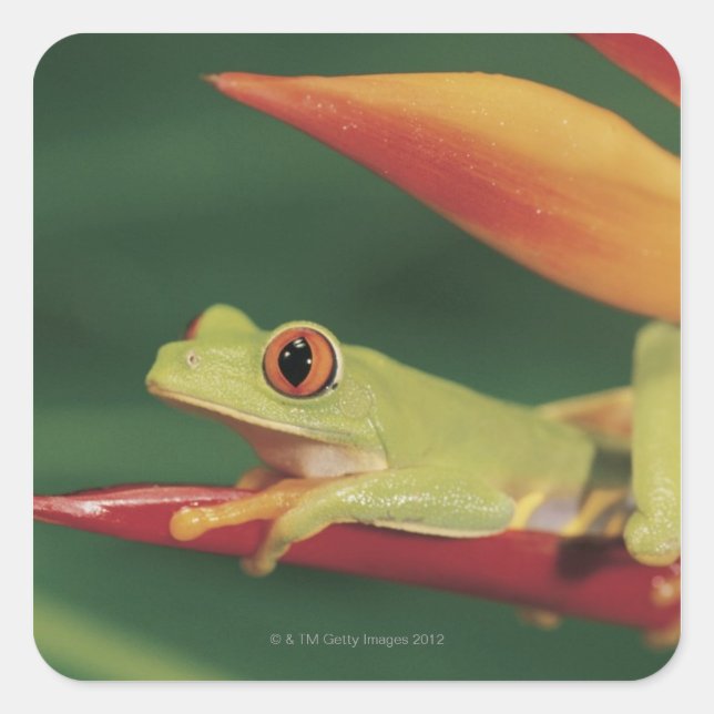 Rotaugenfrosch auf der Blume Quadratischer Aufkleber (Vorderseite)
