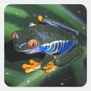 Rotaugenfrosch auf der Linse Quadratischer Aufkleber