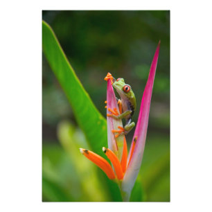Rotaugenfrosch, Costa Rica Fotodruck