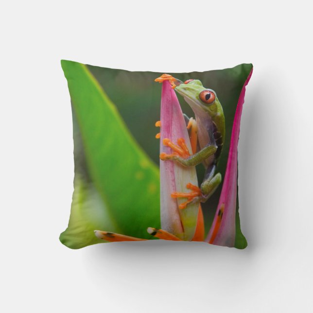 Rotaugenfrosch, Costa Rica Kissen (Vorderseite)