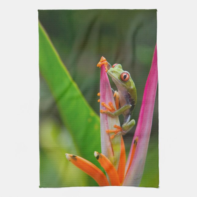 Rotaugenfrosch, Costa Rica Küchentuch (Vertikal)