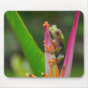 Rotaugenfrosch, Costa Rica Mousepad