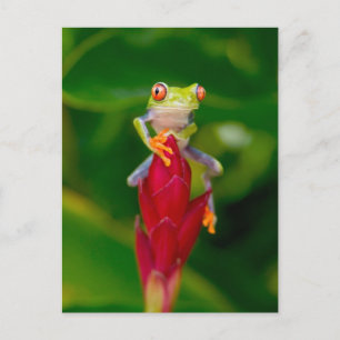 Rotaugenfrosch, Costa Rica Postkarte