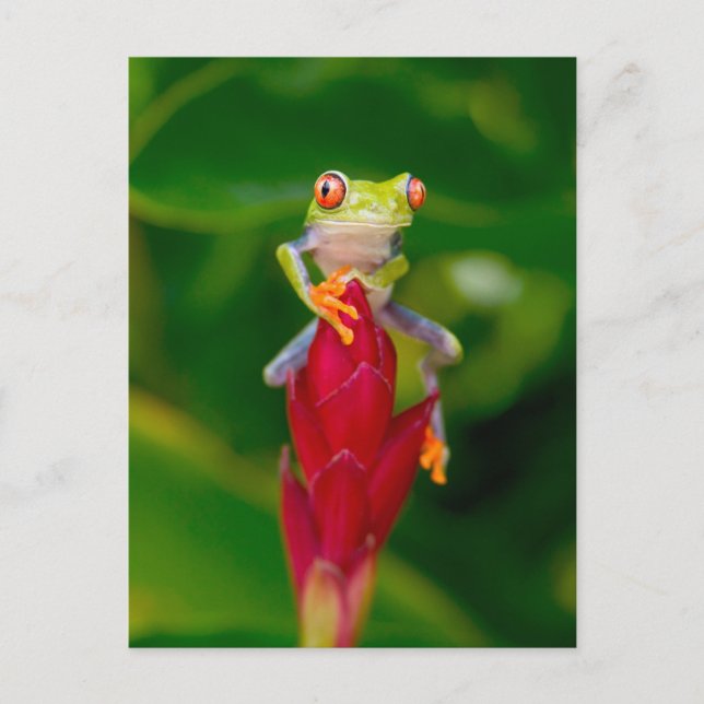 Rotaugenfrosch, Costa Rica Postkarte (Vorderseite)