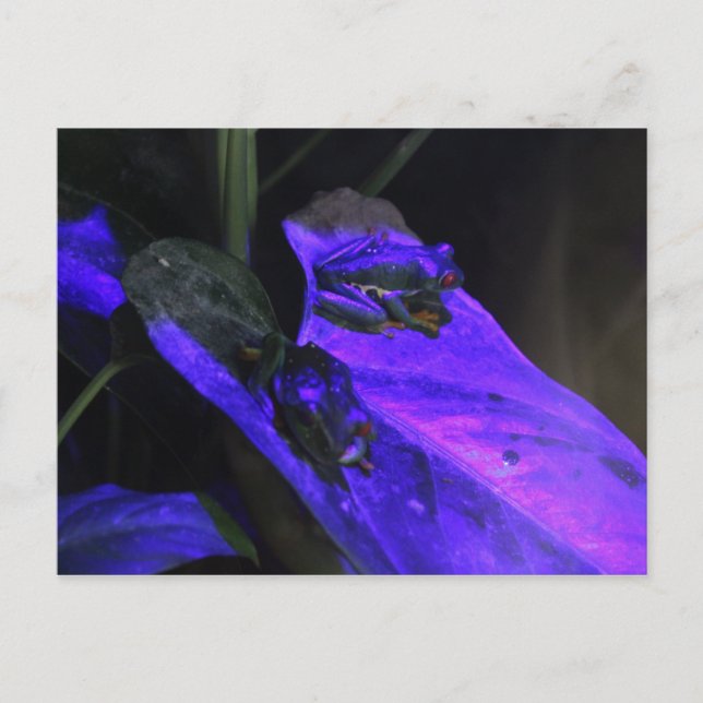 Rotaugenfrosch Nr. 2 Postkarte (Vorderseite)