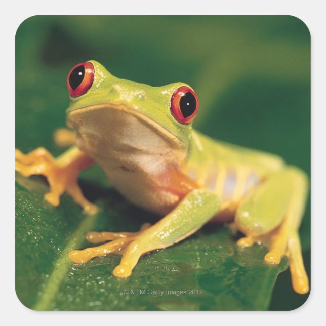 Rotaugenfrosch Quadratischer Aufkleber (Vorderseite)