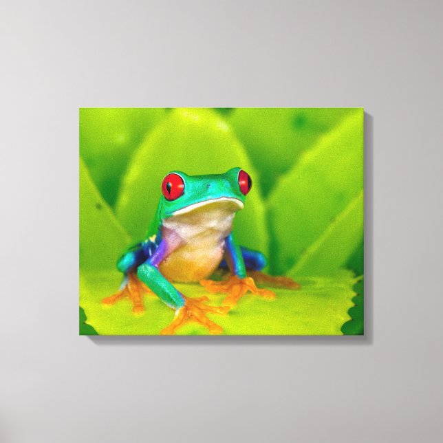Rotaugenklaubfrosch, Costa Rica Leinwanddruck (Vorderseite)
