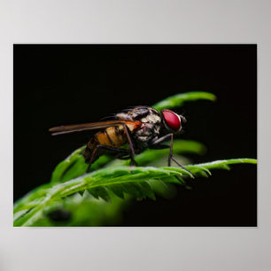 Rotäugige Fliege auf einem grünen Blatt sitzend Poster