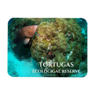 Rotbarsch in Korallen, Tortugas Ökologisches Reser Magnet
