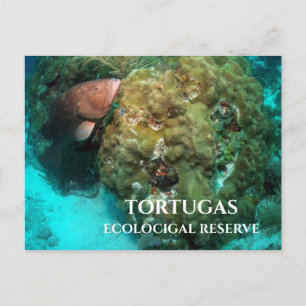Rotbarsch in Korallen, Tortugas Ökologisches Reser Postkarte