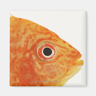 Rotbarsch Magnet