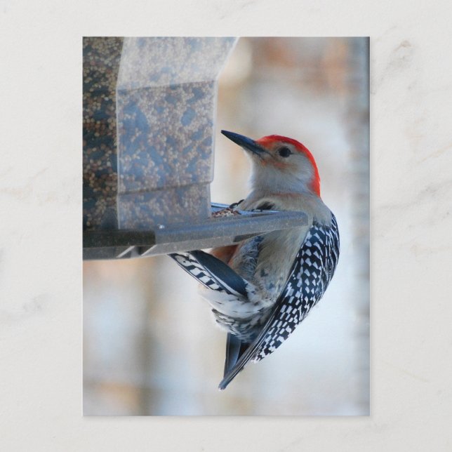 Rotbauchspecht bei der Vogelzuführung-Postkarte Postkarte (Vorderseite)