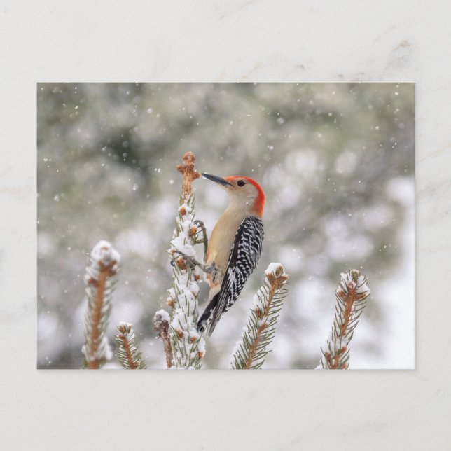 Rotbauchspecht im Schnee Postkarte (Vorderseite)