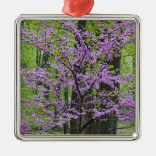 Rotbäume im vollen Frühling blühen in der Nähe Silbernes Ornament