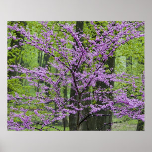 Rotbäume im vollen Frühling blühen in der Nähe von Poster