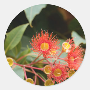 Rotblütengummi (Corymbia ficifolia) Runder Aufkleber