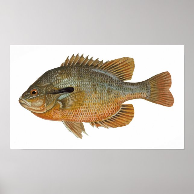 Rotbrust Sunfish - Lepomis auritus Poster (Vorne)