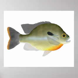 Rotbrust Sunfish Poster