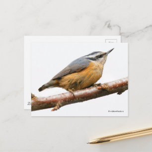 Rotbrustschwanz-Songbird am Zweig Postkarte