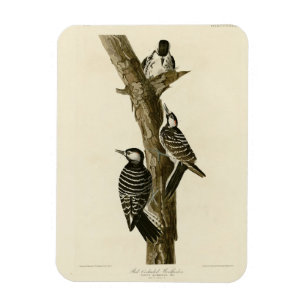 Rotcockaded Woodpecker Audubons Vögel von Amerika Magnet