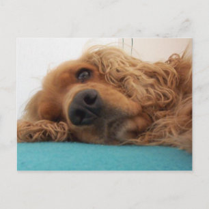 Rotdeutsch Cocker spaniel 2.png Postkarte