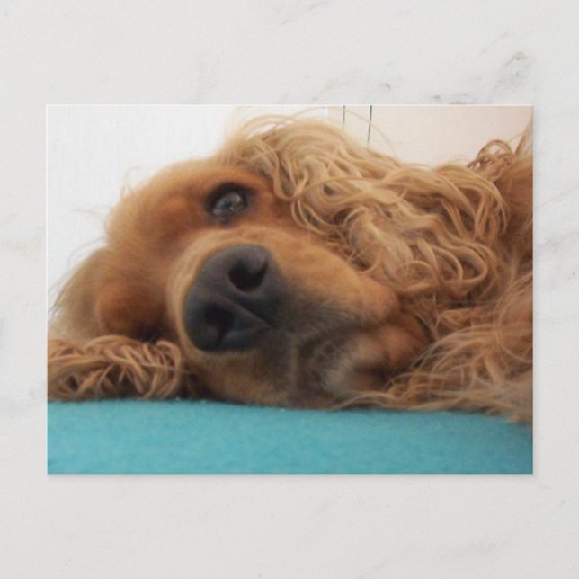 Rotdeutsch Cocker spaniel 2.png Postkarte (Vorderseite)