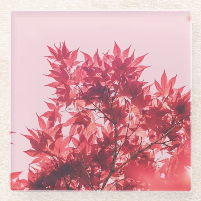 Rote Ahornblätter auf Rosa Glasuntersetzer (Vorderseite)