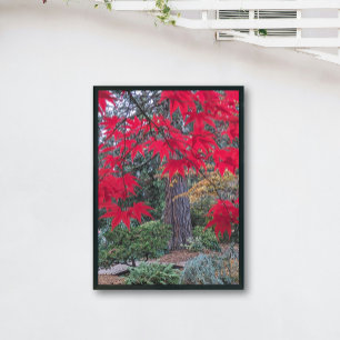 Rote Ahornblätter in einem japanischen Garten Poster