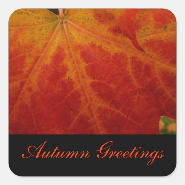 Rote Ahornleaf Herbst Grüße Sticker (Vorderseite)