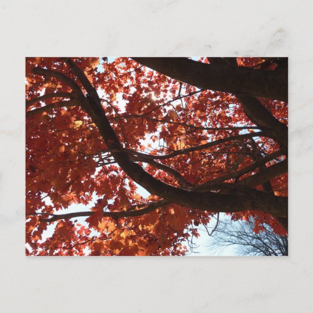 Rote Ahornzweige Herbstfarben Postkarte (Vorderseite)
