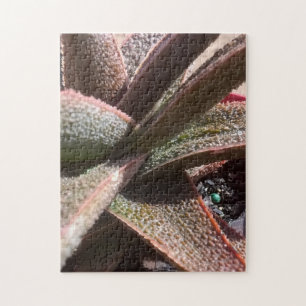 rote Aloe der saftigen Pflanze 11" x 14" PC 252