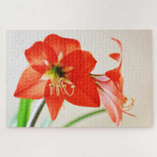 Rote Amaryllis-Blume