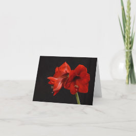 Rote Amaryllis Dankeskarte